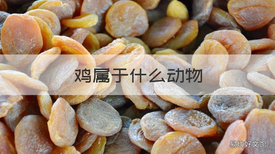 鸡属于什么动物 鸡属于什么动物类群