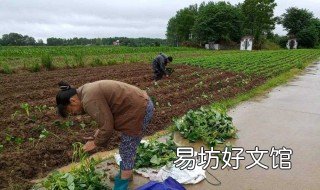 红薯简单育苗方法 用红薯育红薯苗的方法