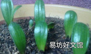 君子兰种子种植温度 君子兰种子种植温度要求