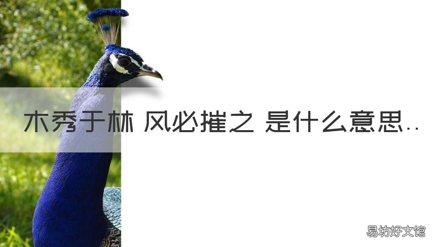 木秀于林 风必摧之 是什么意思 木秀于林风必摧之是啥意思