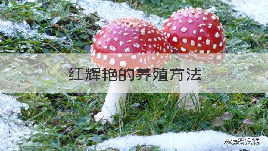 红辉艳的养殖方法 多肉红辉艳好养吗
