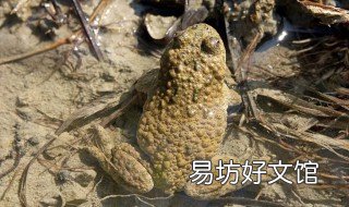 蟾蜍泡酒功效