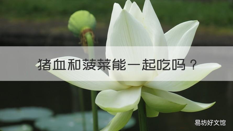 猪血和菠菜能一起吃吗 猪血和菠菜能一起吃吗宝宝