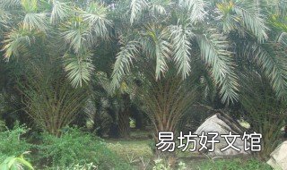 铁树用什么土种植好 铁树用什么样的土养殖好