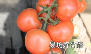 北方种植番茄面积 北方西红柿亩产量一般是多少