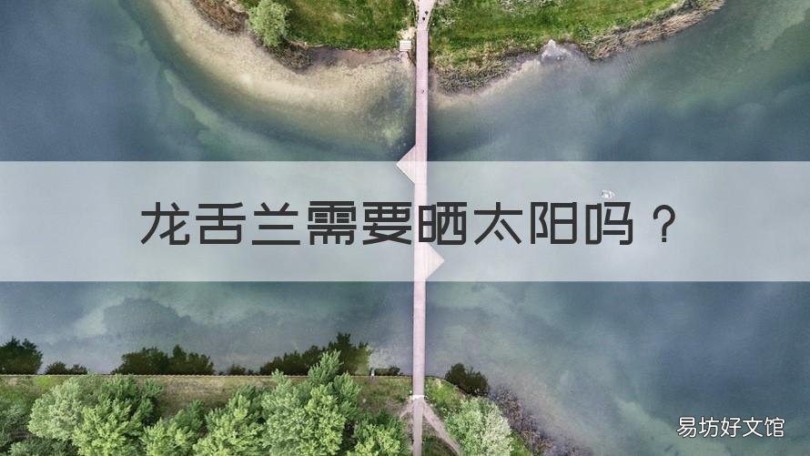 龙舌兰需要晒太阳吗 龙舌兰需要多少阳光