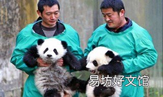饲养员如何饲养熊猫 饲养员如何饲养熊猫幼崽