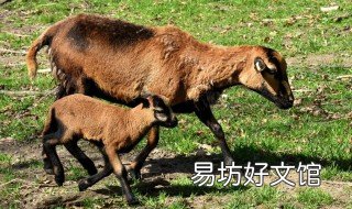 牛健胃的方法 用什么东西给牛健胃