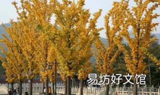 银杏树种植方法 银杏树种植方法图解