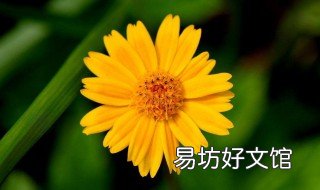 10月菊花种植可以吗 菊花这个季节可以种吗