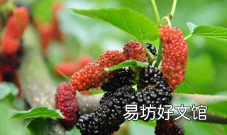 桑果怎么泡酒 桑果怎么泡酒效果比较好视频