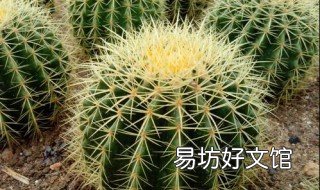 养仙人球的好处 养仙人球的好处与功效