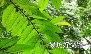 鸡嗉子果的功效和作用 鸡嗉子果的功效和作用与禁忌