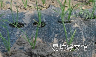 洋蔥什么時間移栽 洋蔥何時育苗何時移栽