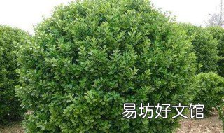 黄杨树盆荼山茶景怎么修剪 盆景茶树干叶黄叶怎么办