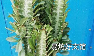 霸王鞭和龙骨柱的区别 植物霸王鞭和植物龙骨区别视频