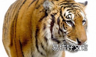 多少路人生命伤打一生肖 多少路人生命伤打一动物生肖