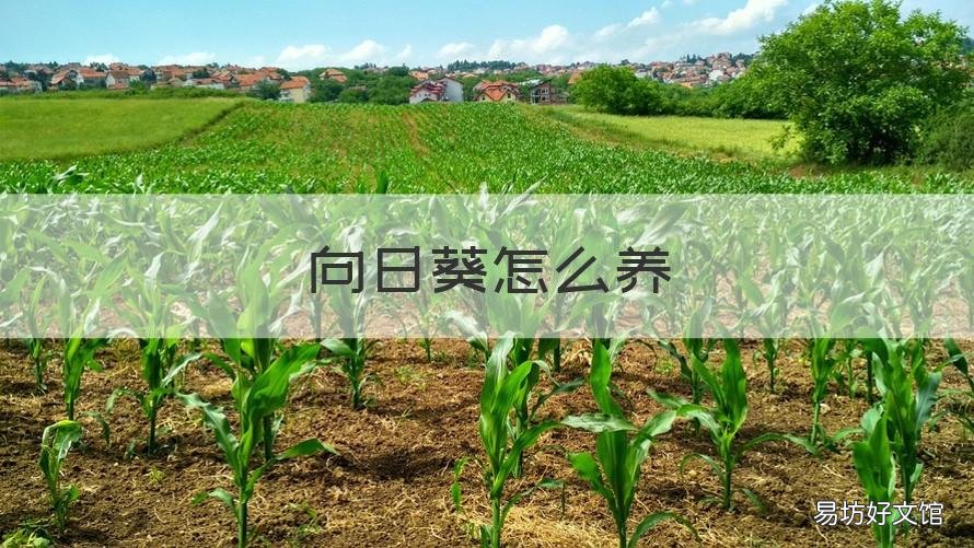向日葵怎么养 买的向日葵怎么养
