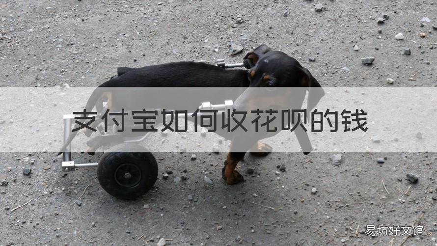 支付宝如何收花呗的钱 支付宝怎样收花呗的钱