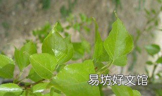 杨树叶泡水有什么功效 杨树叶子泡水喝