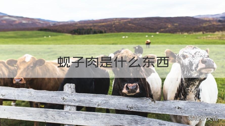 蚬子肉是什么东西 蚬子肉是什么样的图片