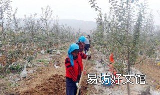 碳铵施肥方法 碳铵化肥使用方法