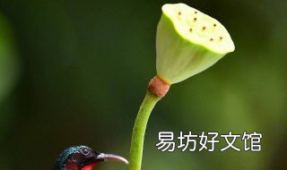 怎样剥莲蓬米 莲蓬米怎么剥