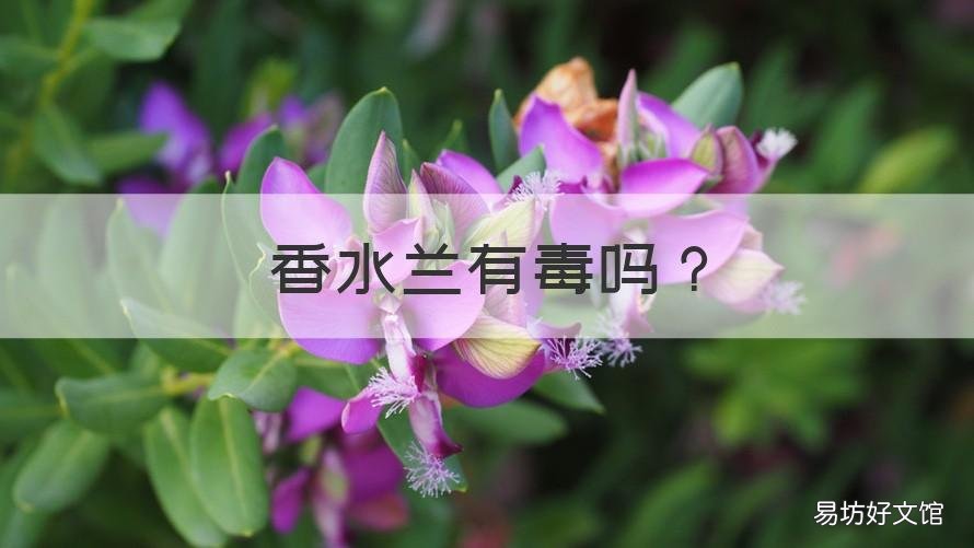 香水兰有毒吗 香水兰对人体有害吗