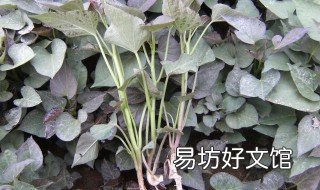 红薯苗怎么倒栽 红薯苗怎么倒栽视频