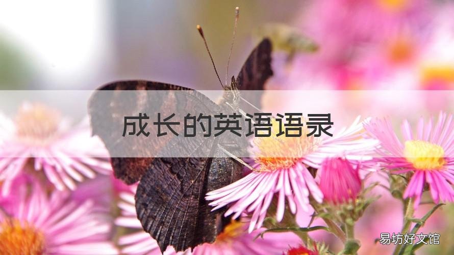 成长的英语语录 英文成长语录