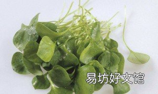 马笕菜的吃法与功效 马笕菜的吃法与功效图