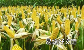 哪种玉米是转基因的 什么叫转基因玉米