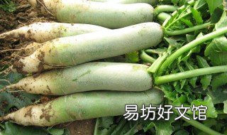 萝卜怎么种植 饥荒萝卜怎么种植