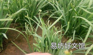 韭菜越冬怎么施肥 韭菜冬天施肥管理技术