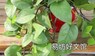 绿萝发黄用什么施肥 绿萝发黄用什么施肥效果好