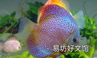 七彩鱼苗怎么养 七彩鱼苗养了两个月为什么有大有小
