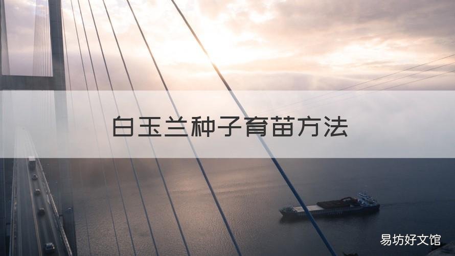 白玉兰种子育苗方法 白玉兰树苗怎么种
