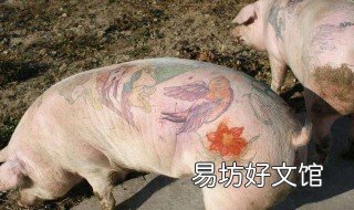 猪的器官种类 猪的器官种类图