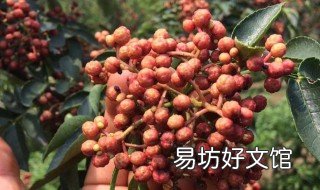 花椒的栽培技术 花椒栽培技术与产量