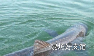 钓青鱼最好的调漂方法 钓青鱼要怎么调漂