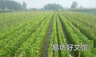 葡萄苗的培育方法 葡萄苗如何育苗