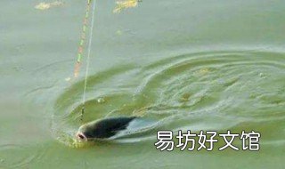 11月钓草鱼用什么饵最好 10月钓草鱼用什么饵料