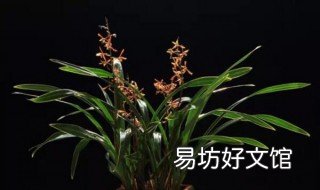 墨兰的禁忌 墨兰有什么作用