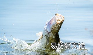 钓罗非鱼口诀 钓罗非鱼的技巧