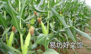 玉米一穴三株的种法 玉米一埯3株种植示范图