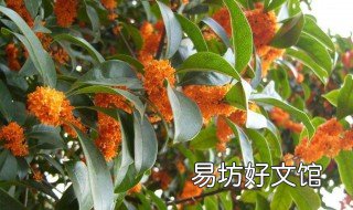 北方桂花树的养殖方法 北方桂花树的养殖方法和注意事项