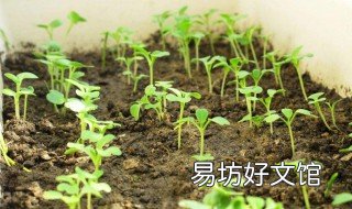 草木灰适合哪些植物 草木灰适合哪些花卉