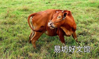 养牛最大的难点是什么 养牛难吗?