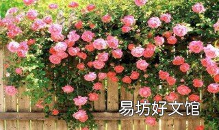梦见玫瑰花是什么预兆 孕妇梦见玫瑰花是什么预兆