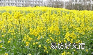 种植黄花有什么要求 黄花的生长环境要求